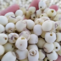 湖南湘潭磨皮白莲大中小都有
