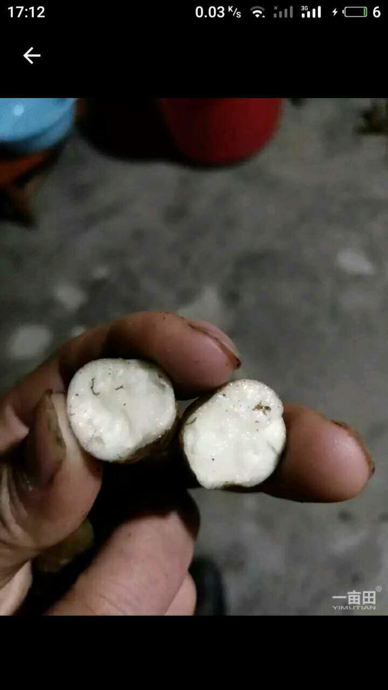 紫藤三叶青