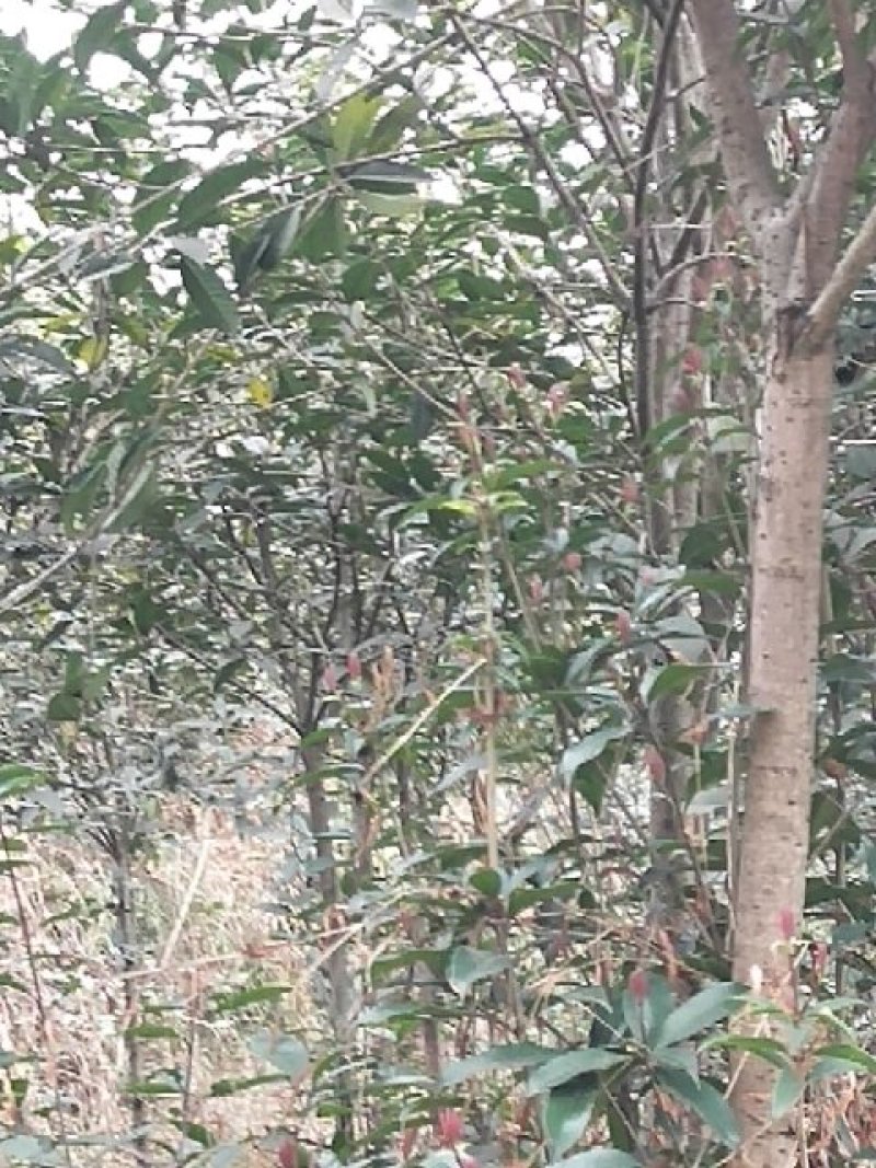 桂花树