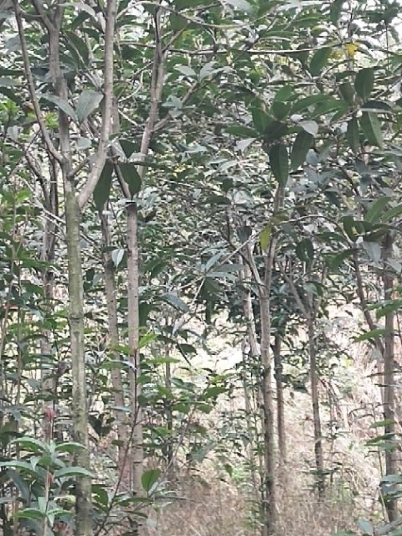 桂花树