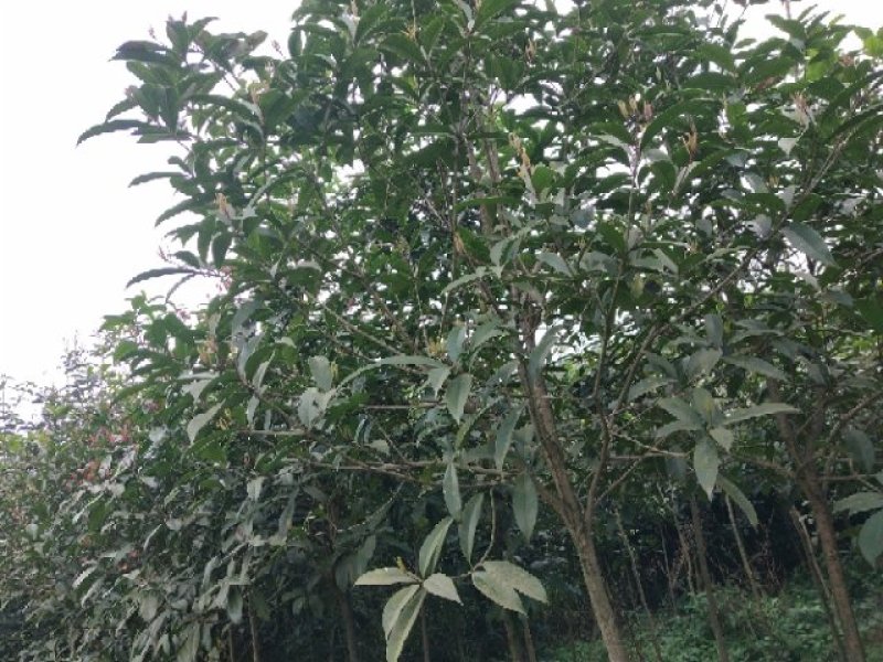 桂花树