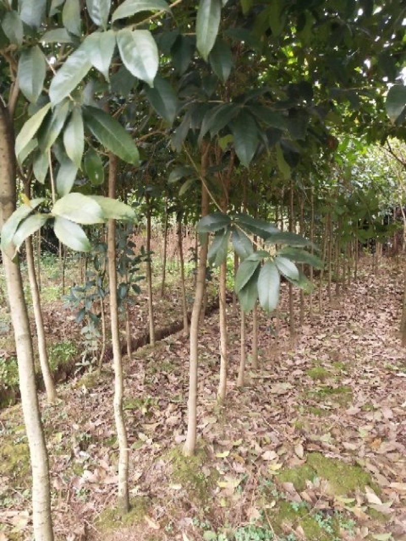 桂花树