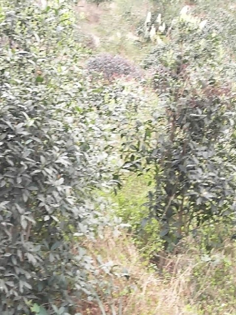 桂花树
