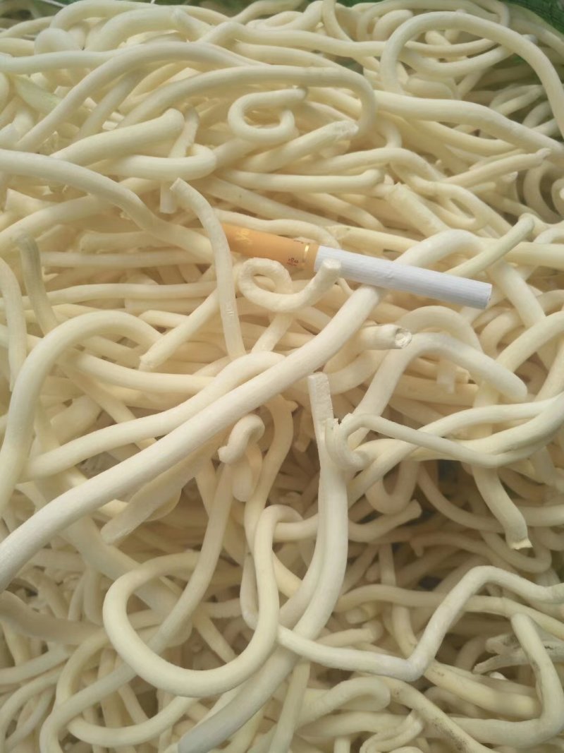 小通草
