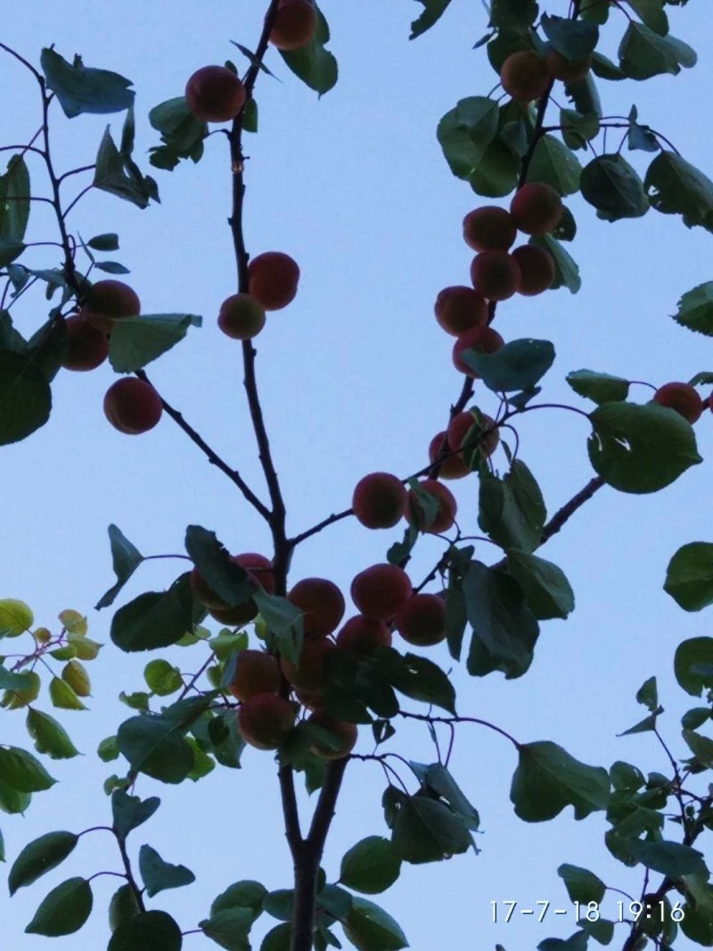红梅杏树苗，接穗