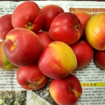 红梅杏树苗，接穗