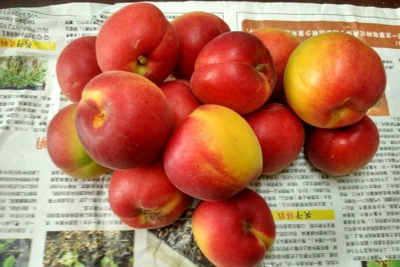 红梅杏树苗，接穗