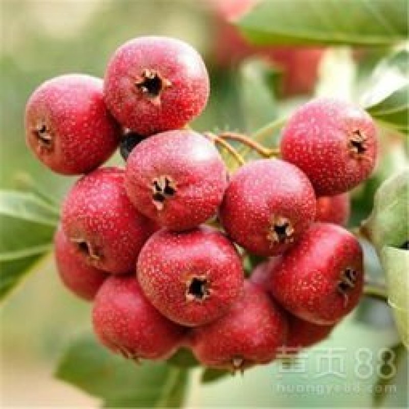 山楂树苗