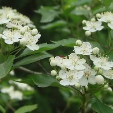 山楂树苗