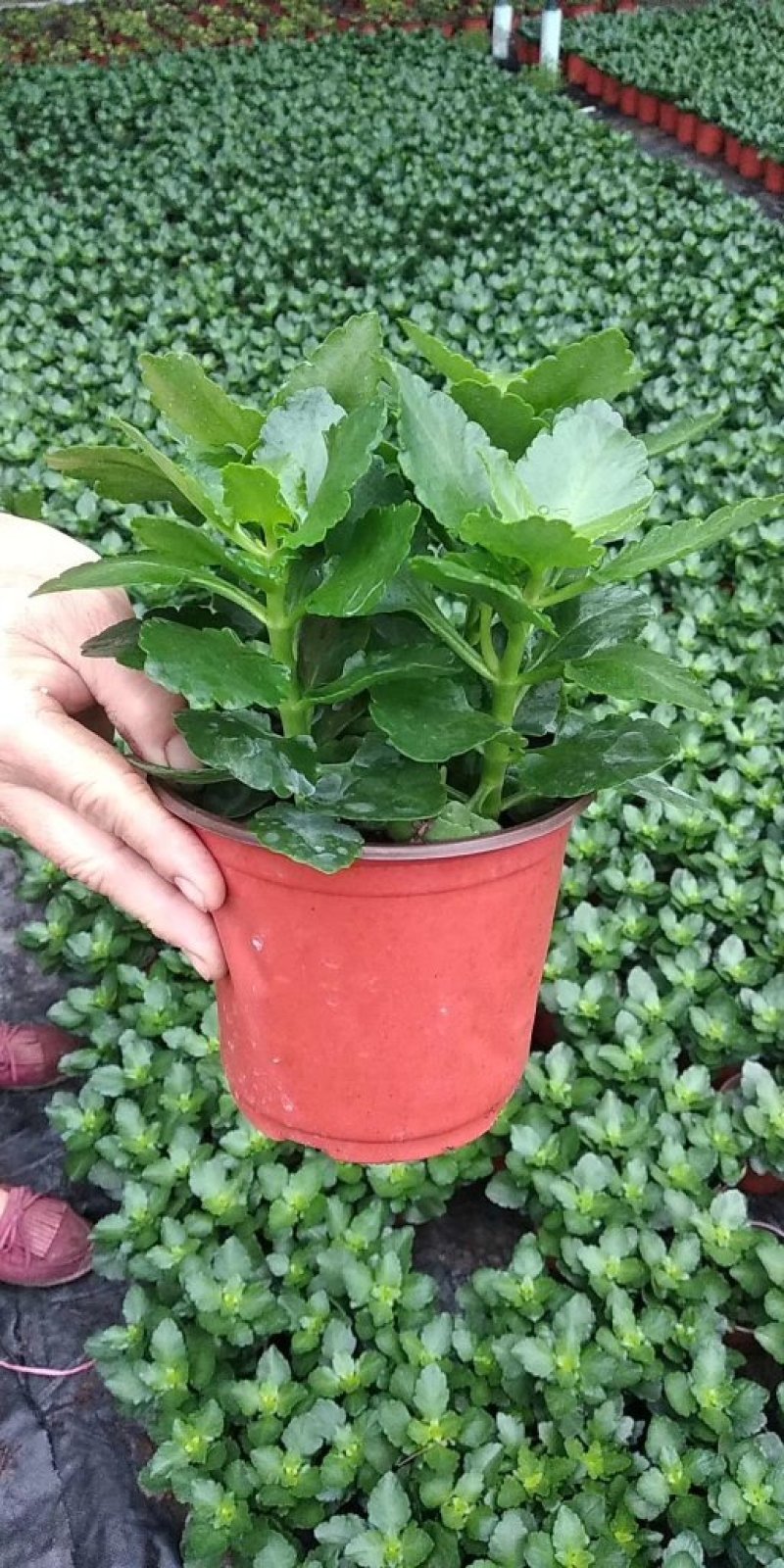 青稞长寿