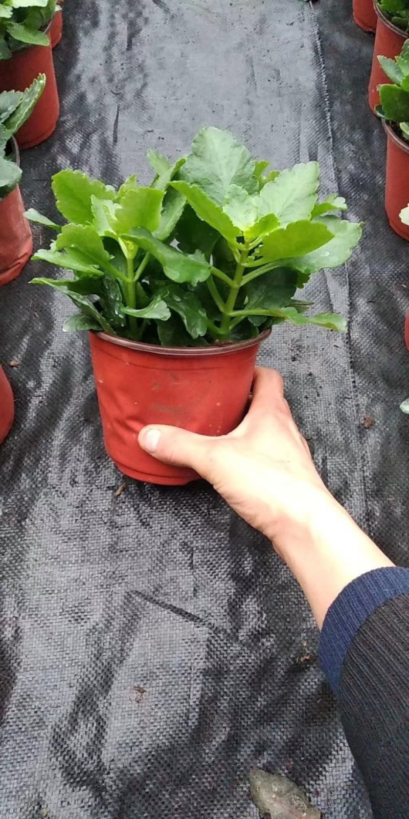 青稞长寿