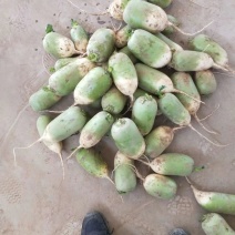 冷库精品青萝卜，大量出库，价格超便宜食堂，养殖用，加工
