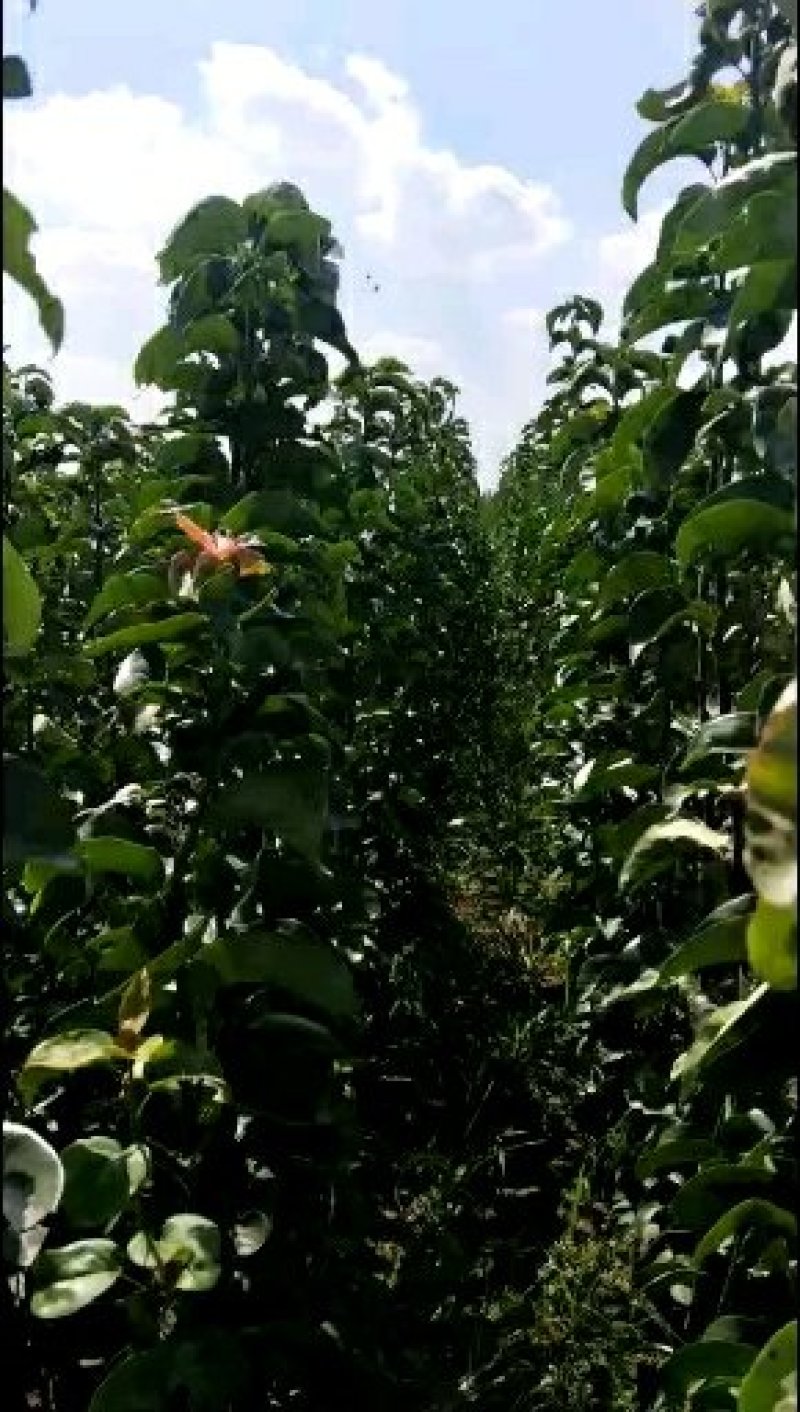 秋月梨树苗两年苗当年结果放心苗包证质量
