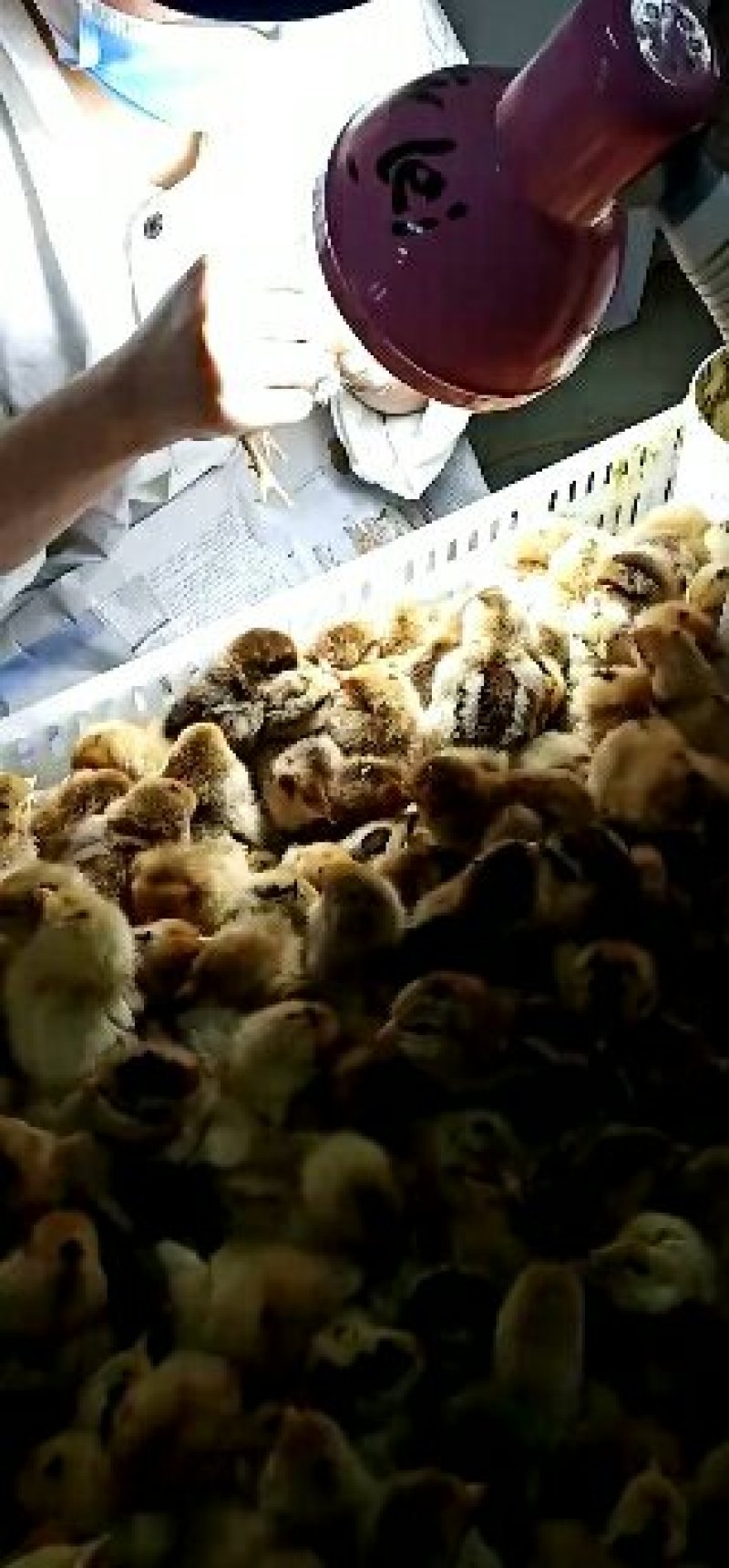 鸡苗青脚土鸡苗批发直销