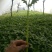 茼蒿