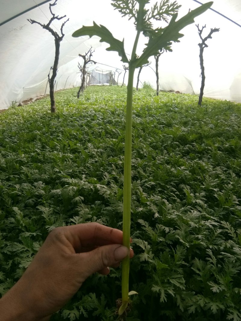 茼蒿