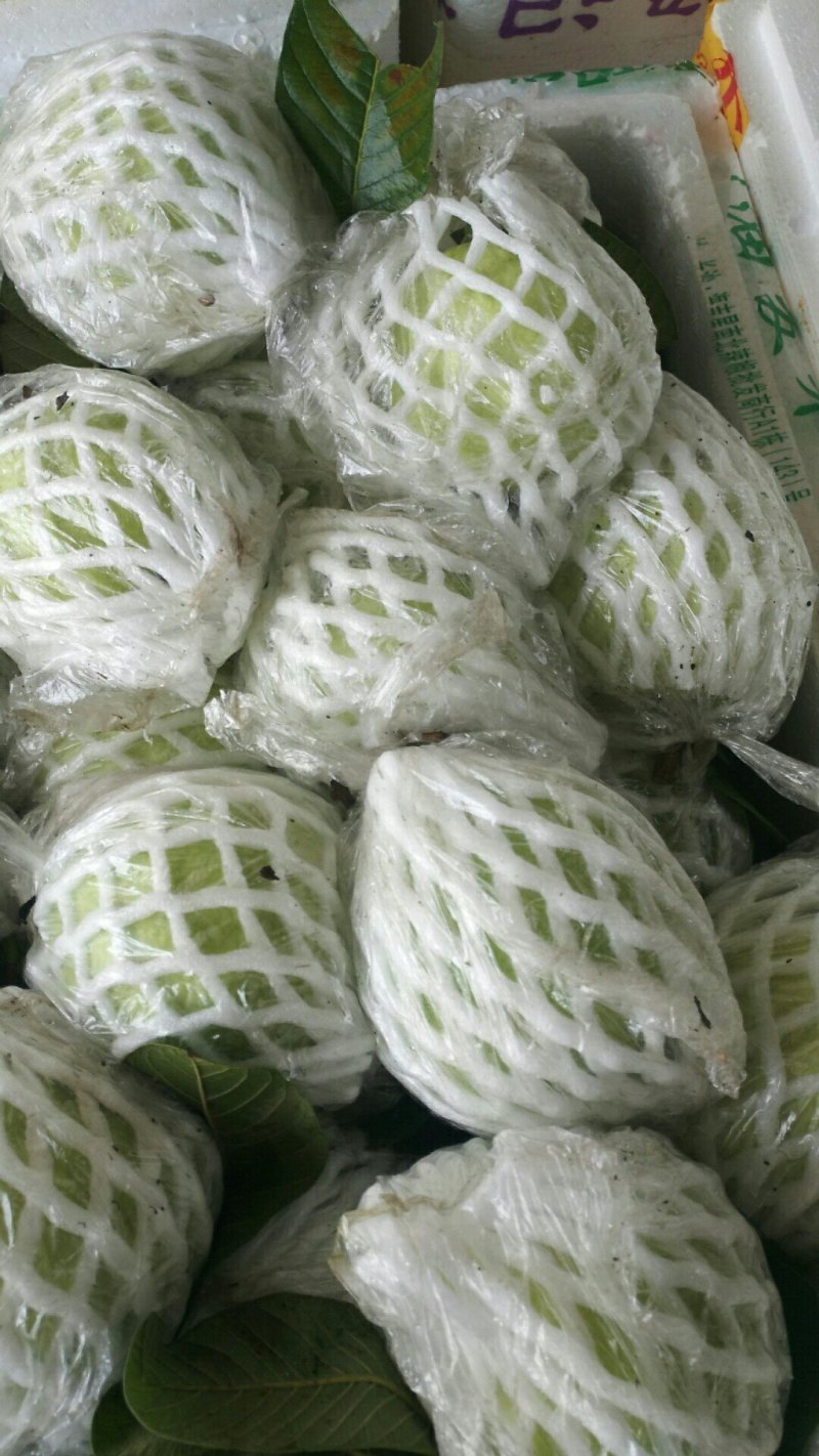 白心番石榴