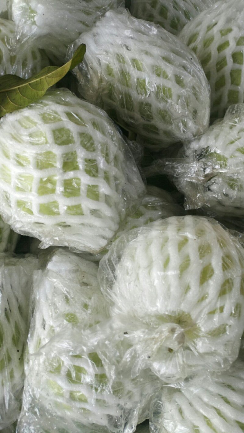 白心番石榴