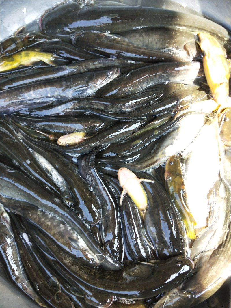 野生小口鲶鱼