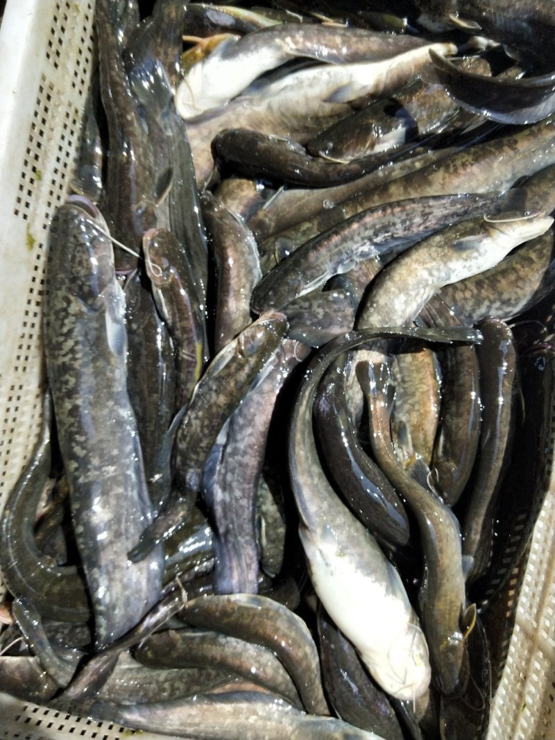 野生小口鲶鱼