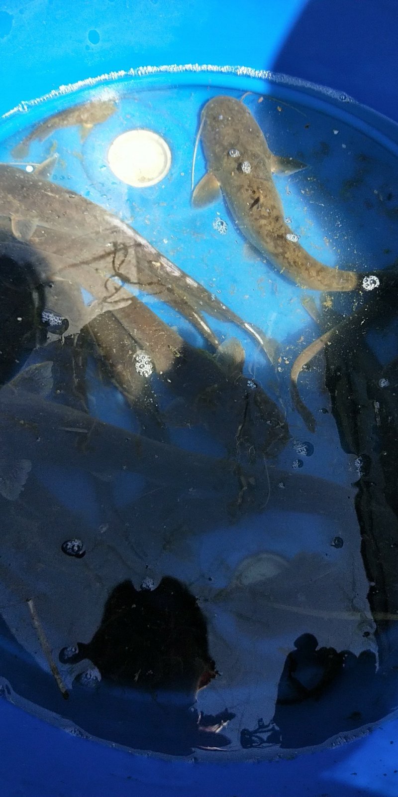 野生小口鲶鱼