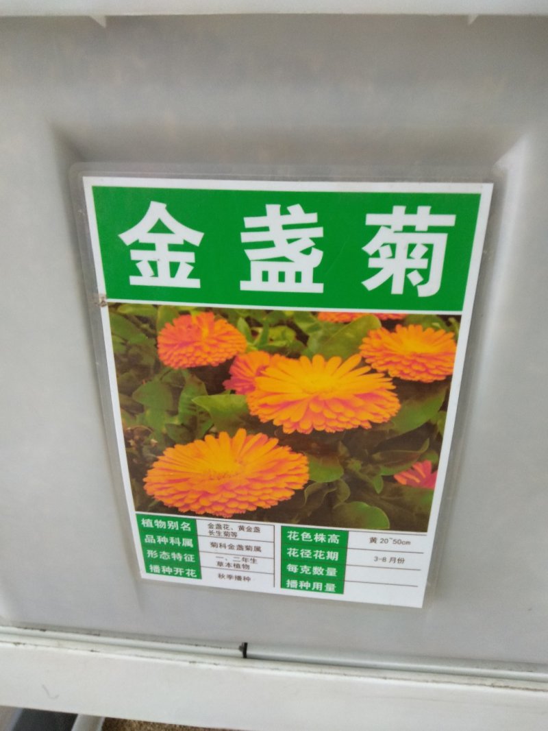 金盏菊种子四季花种子四季花海种子新种高发芽率包邮