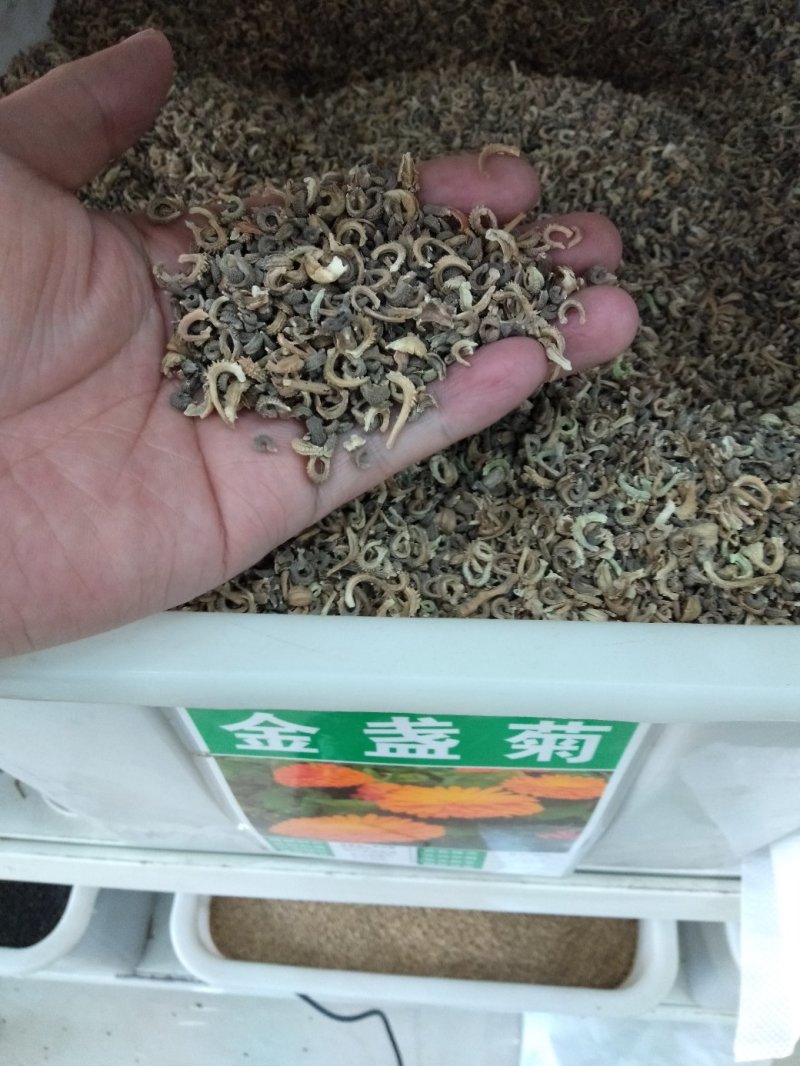 金盏菊种子四季花种子四季花海种子新种高发芽率包邮