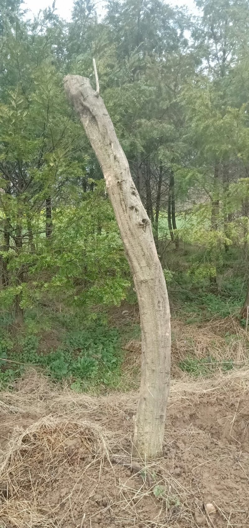 多花紫藤大树供应，多花紫藤大树基地！