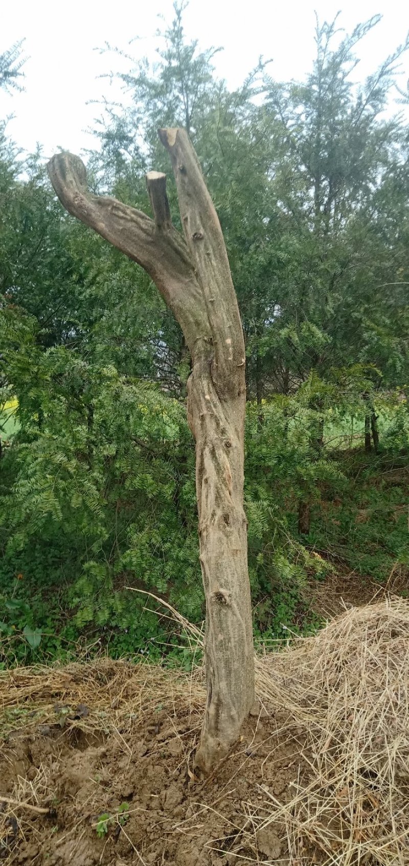 多花紫藤大树供应，多花紫藤大树基地！