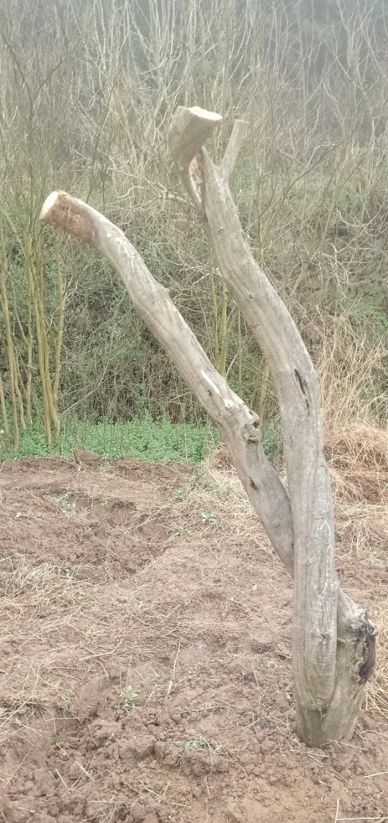 多花紫藤大树供应，多花紫藤大树基地！