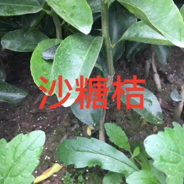 沙糖橘苗