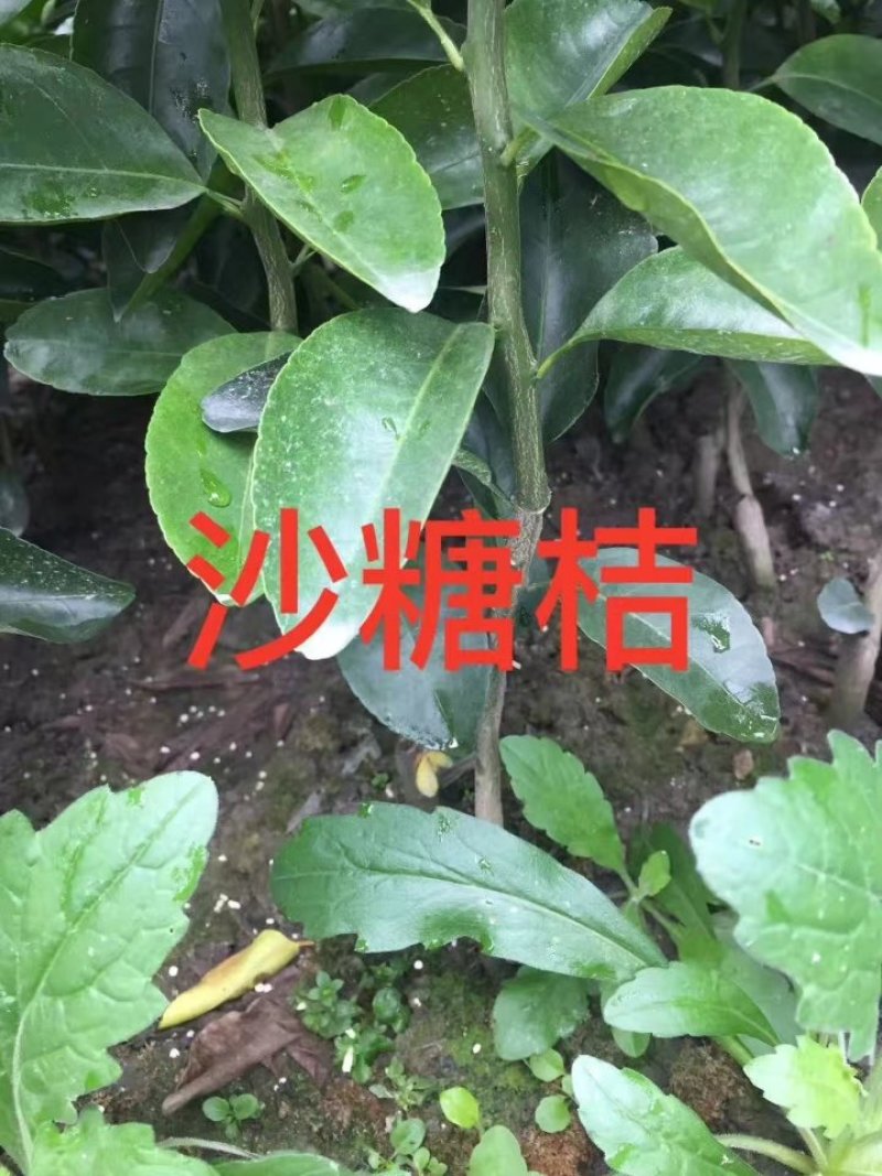 沙糖橘苗
