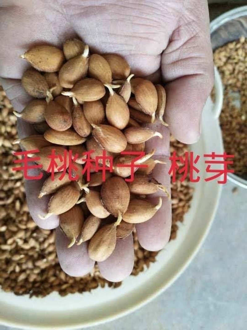 毛桃种子桃芽量大从优