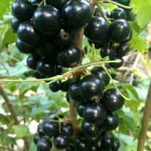 黑加仑苗树葡萄苗紫莓苗当年结果苗品种纯正