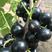 黑加仑苗树葡萄苗紫莓苗当年结果苗品种纯正