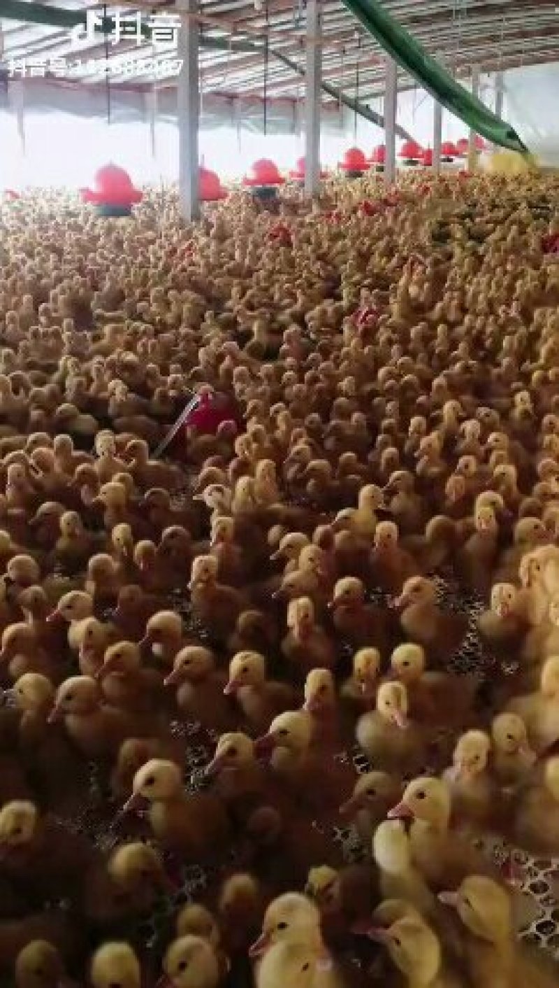 蛋鸭苗江南一号青壳二号多蛋高产蛋蛋鸭苗