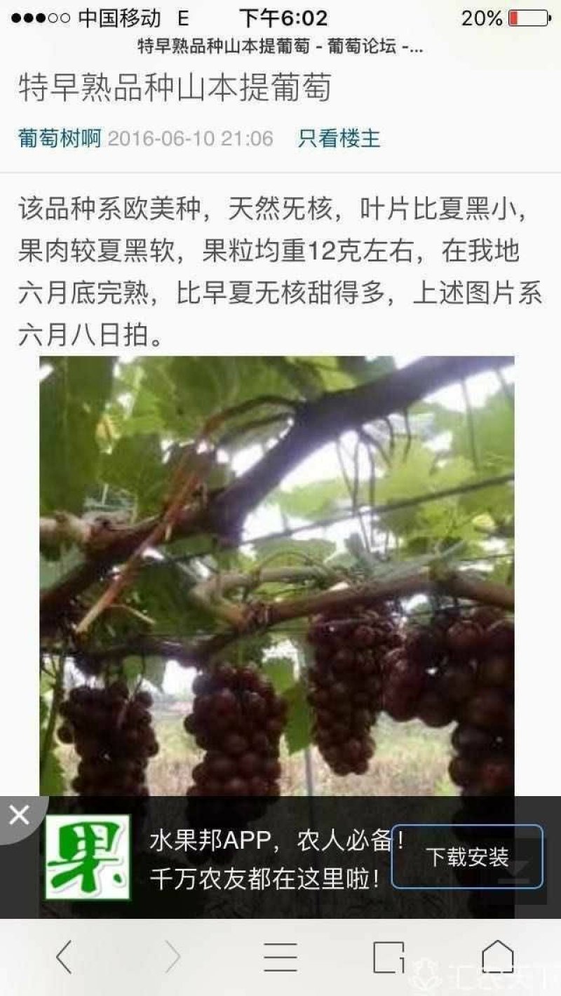 山本提葡萄苗量大从优