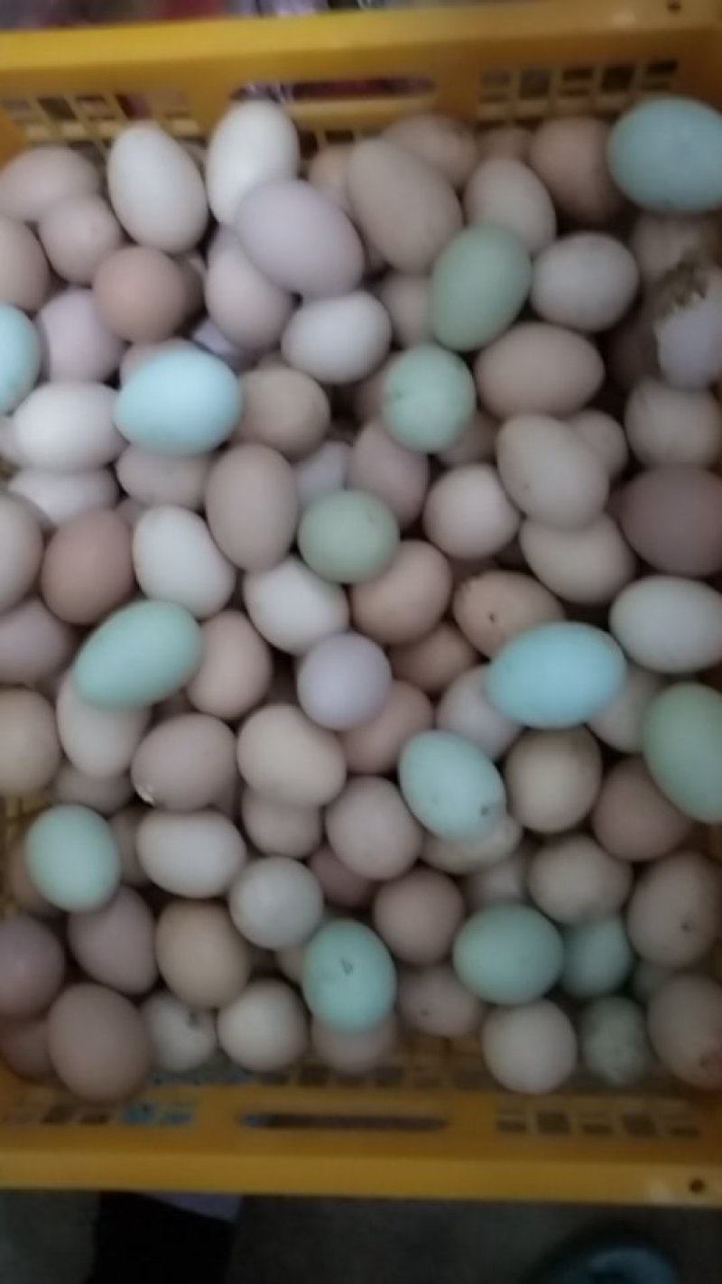 笨鸡种鸡种蛋商品蛋
