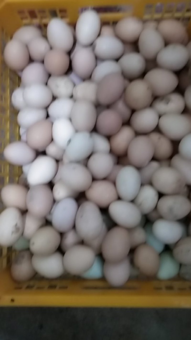 笨鸡种鸡种蛋商品蛋