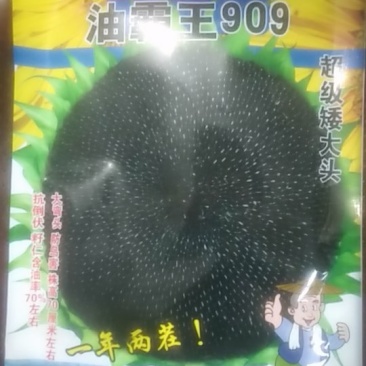 油霸王909油葵种子一袋约200克