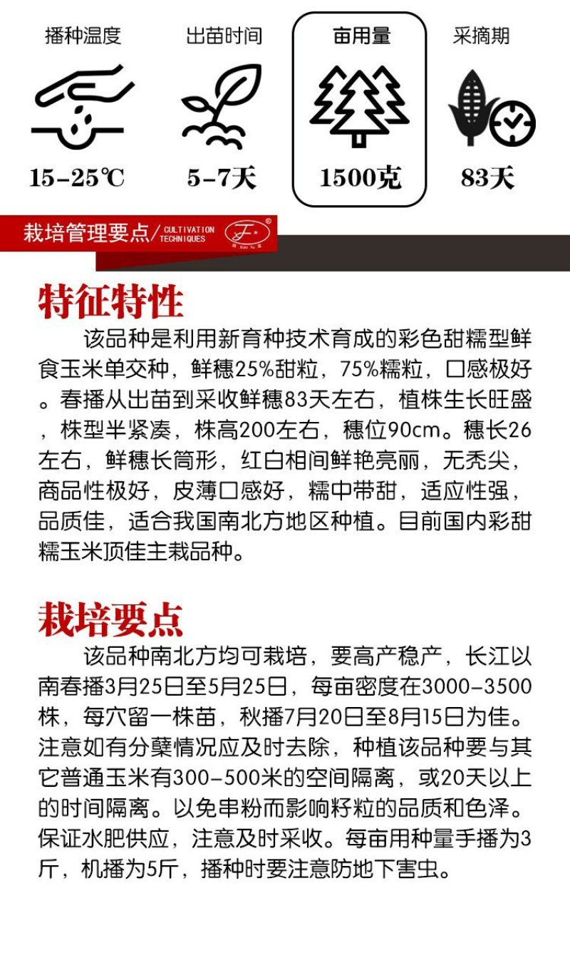 2018宝马甜糯玉米种子200克棒大饱满排列整齐皮薄