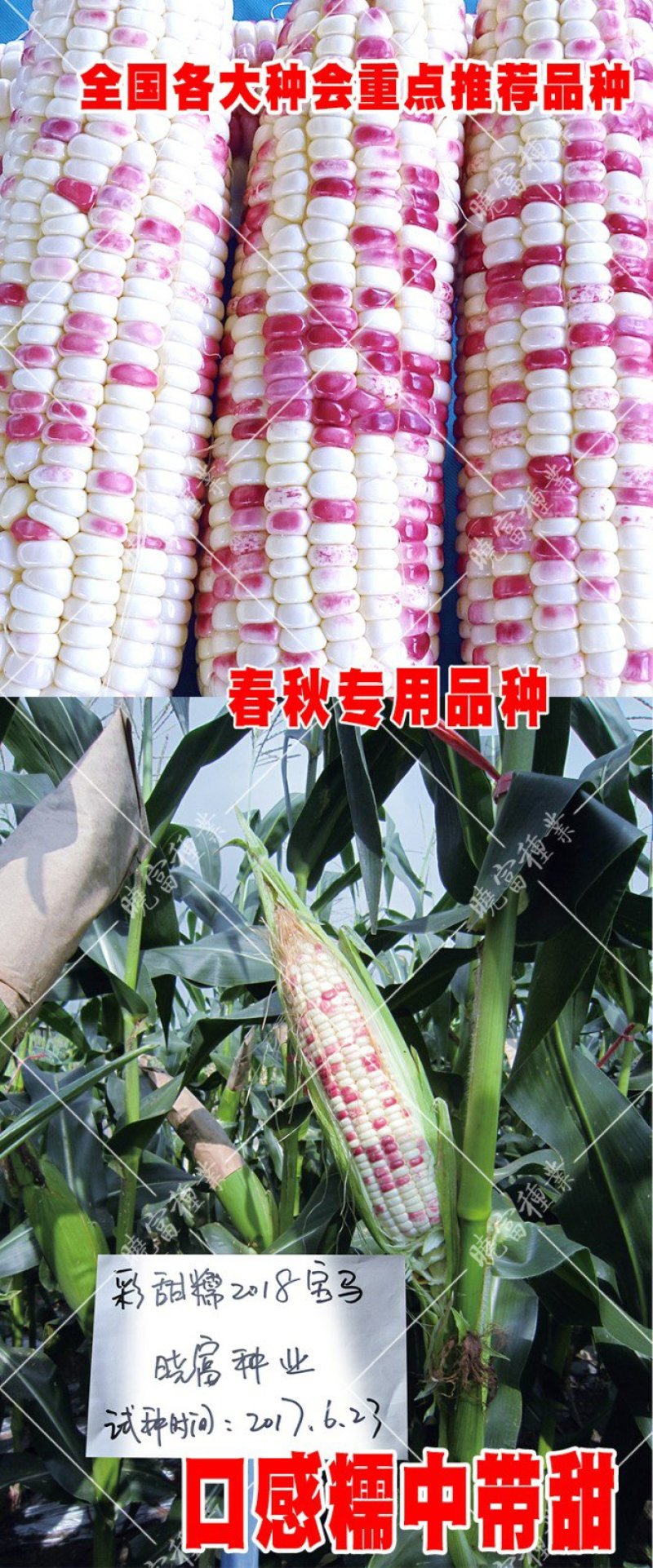 2018宝马甜糯玉米种子200克棒大饱满排列整齐皮薄