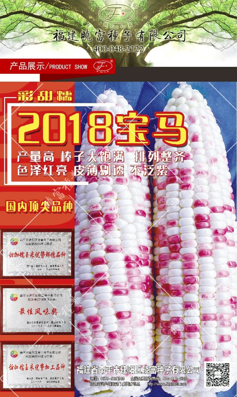 2018宝马甜糯玉米种子200克棒大饱满排列整齐皮薄