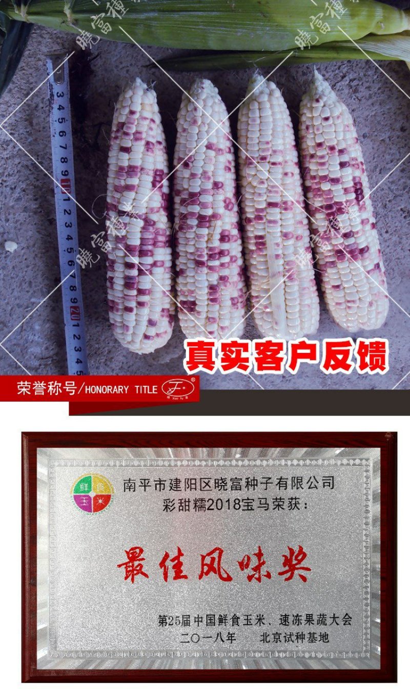 2018宝马甜糯玉米种子200克棒大饱满排列整齐皮薄