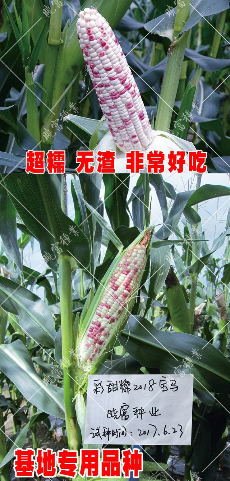 2018宝马甜糯玉米种子200克棒大饱满排列整齐皮薄