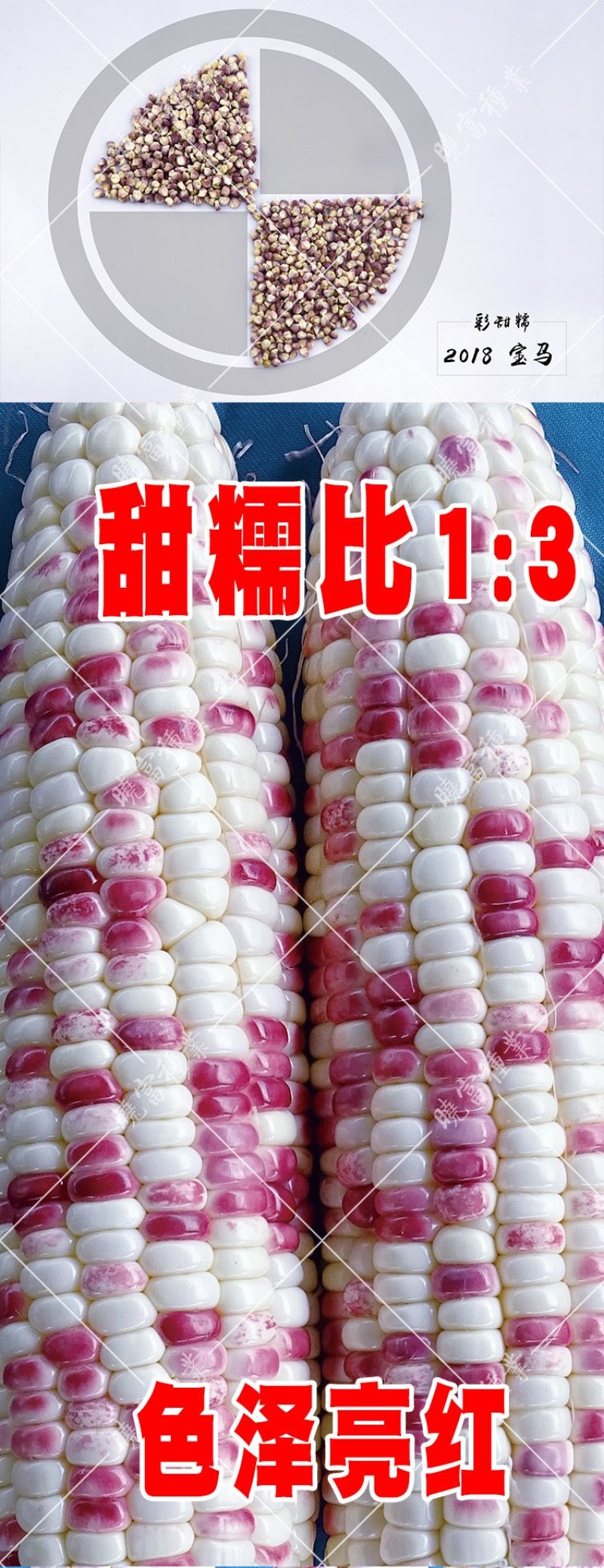 2018宝马甜糯玉米种子200克棒大饱满排列整齐皮薄