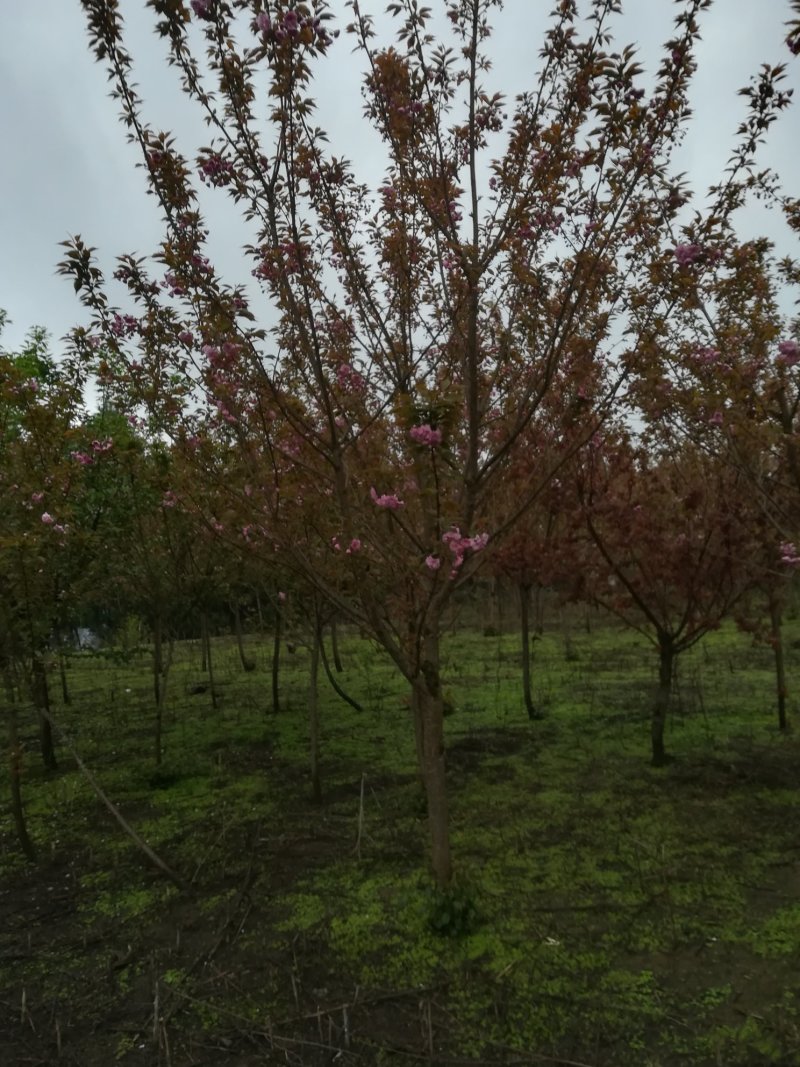 樱花