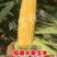 珍甜六号水果玉米种子100克.650粒左右，含糖20度