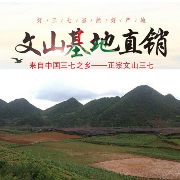 三七25头