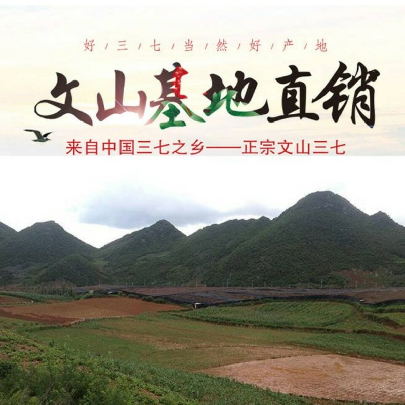 三七25头